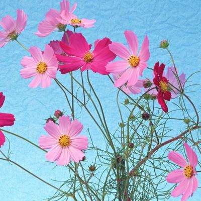 bob综合在线体育